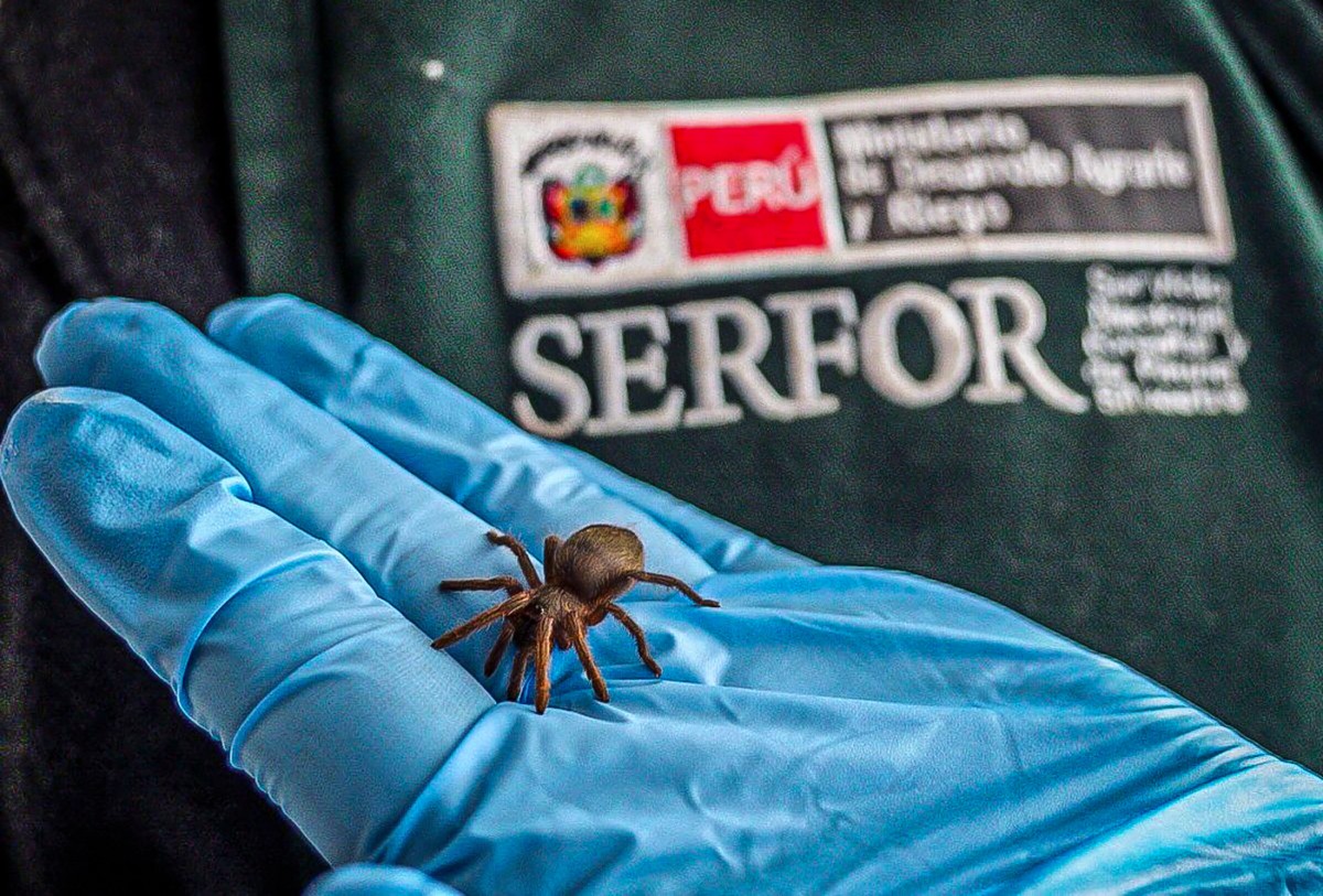 البيرو تصادر حشرات نادرة خلال محاولة تهريبها إلى هونغ كونغ